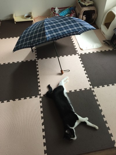 傘あきた...